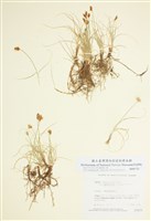 藏品(寸草)的圖片